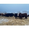 Image 15 : Chris Bartel - 1025# February Delivery Steers - 60 Head (Fort Vermilion, AB)