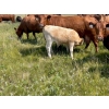 Image 3 : McComish Ranches - 650# December Delivery Weaned Steers - 92 Head (Stettler, AB)