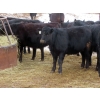 Image 5 : Martin DeVos - 725# March/April Delivery Heifers - 69 Head (Fork River, MB)
