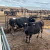 Image 5 : Idaho Dairies/Ranches - 40 Cows (Burley, ID)