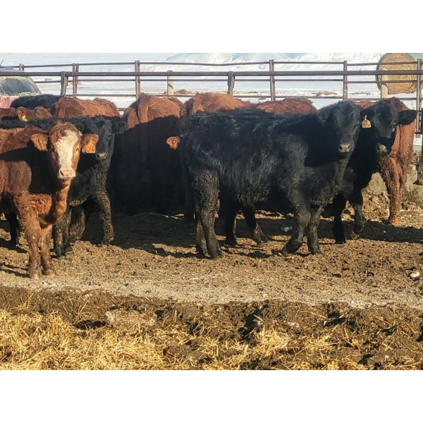 Jeff MacMillan - 840# March/April Delivery Steers - 70 Head (Marquette, MB)