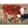 Image 2 : A&S Farms - 13 RWF April/May 2nd Calf Cows (Picture Butte, AB)