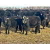 Image 11 : Bruce & Heather Clayton - 580# December Delivery Heifer Calves - 105 Head (Strathmore, AB)