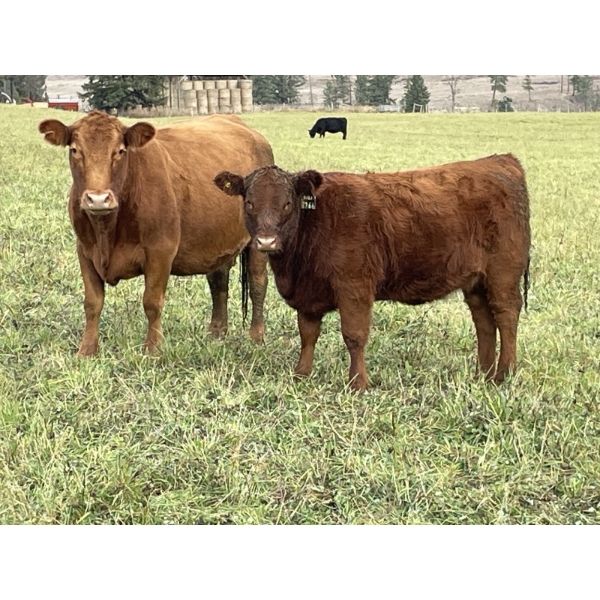 Ian & Bev Smith - 670# October Delivery Heifer Calves - 30 Head (Rock Creek, BC)