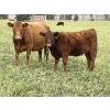 Image 1 : Ian & Bev Smith - 670# October Delivery Heifer Calves - 30 Head (Rock Creek, BC)