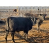 Image 5 : Habraken Farms Ltd. - 830# April Delivery Heifers - 64 Head (Scandia, AB)