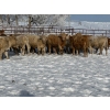 Image 2 : Turtleview Livestock - 750# January Delivery Steers - 77 Head (Goodlands, MB) VBP+