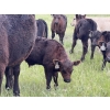 Image 5 : Dwayne Oborowsky - 560# October Delivery Steer Calves - 45 Head (Denholm, SK)
