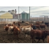Image 5 : Larry Konschuk - 900# March Delivery Heifers - 125 Head (Strathmore, AB)