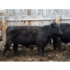 Image 7 : Barfus Farms - 15 Black Replacement Heifers (Hillspring, AB)