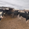 Image 3 : Idaho Dairies/Ranches - 80 Cows (Burley, ID)