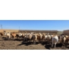 Image 7 : Ripple Rock Ranch - 720# April/May Delivery Heifers - 62 Head (Fincastle, AB)