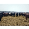 Image 2 : Tee Two Land & Cattle Co. - 760# March/April Delivery Steers - 216 Head (Kelliher, SK) VBP+