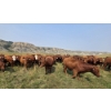 Image 7 : M.S. MacLean Livestock - 1010# September Delivery Grass Steers - 112 Head (Coaldale, AB)