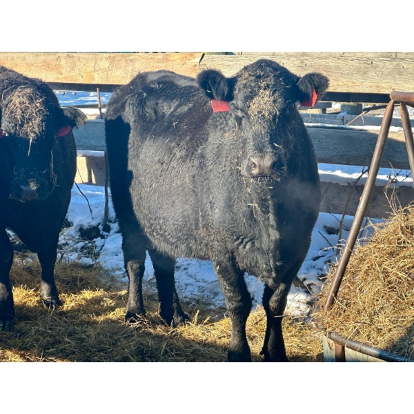 Resch Ranch - 8 Middle-Aged to Mature Cows (Pen 520)