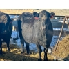 Image 1 : Resch Ranch - 8 Middle-Aged to Mature Cows (Pen 520)