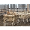 Image 6 : Lowe Ranches - 698# December Delivery Weaned Steers - 92 Head (Nanton, AB)