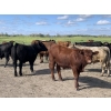 Image 5 : Broken Link Ranches - 1050# September Delivery Grass Steers - 155 Head (Ponoka, AB)