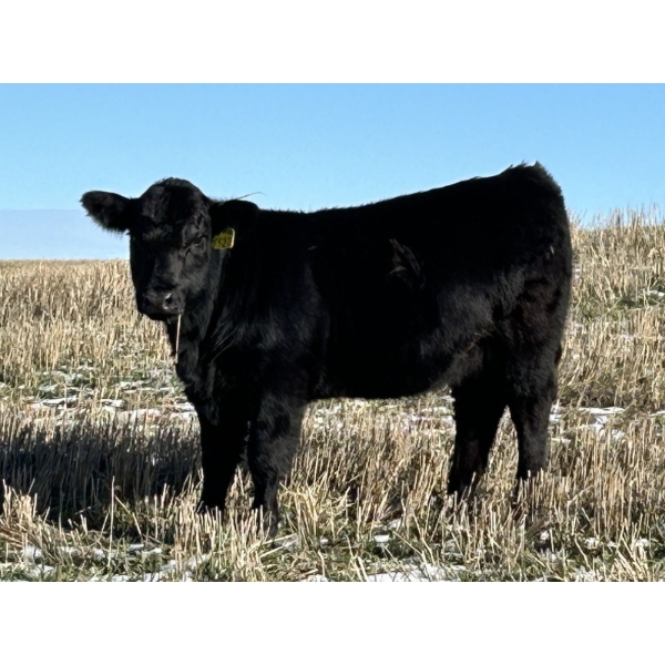 Lazy B Farm & Ranch - 530# November Heifer Calves - 80 Head (Linden, AB)