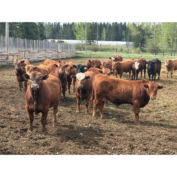 CL Ranches Ltd. - 975# June Delivery Bulls - 23 Head (Cochrane, AB)
