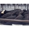Image 3 : Douglas Lake Cattle Co. - 635# October Delivery Steer Calves - 190 Head (Alkali Lake, BC) VBP+