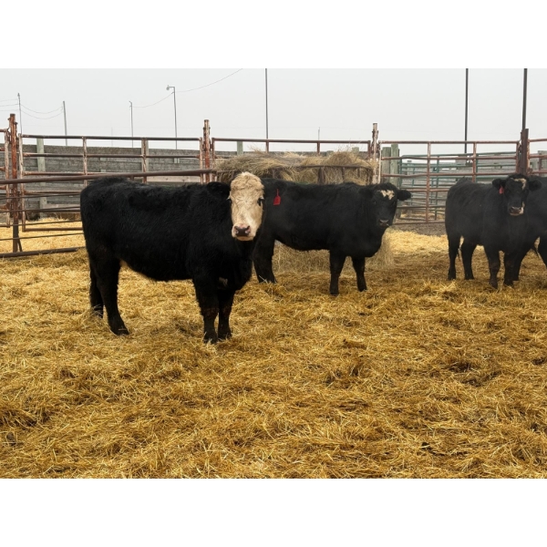 D6 Cattle Farm - 8 Heifers (Pen 515)