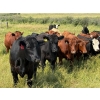 Image 3 : Riverbend Ranch - 1000# October Delivery Grass Steers - 120 Head (Coronation, AB)