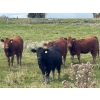 Image 4 : Midpoint Farms - 1000# October Delivery Grass Heifers - 124 Head (Drayton Valley, AB)
