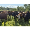 Image 7 : Sheldon Reimer - 940# September Delivery Grass Heifers - 325 Head (Cromer, MB)