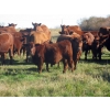 Image 4 : Wade & Frances Tobler - 575# October Delivery Steer Calves - 50 Head (Patricia, AB)