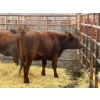 Image 2 : D6 Cattle Farm - 2 Heifers (Pen 415)