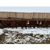 Image 5 : Jones Valleyview Ranch - 24 RBF Angus/Hereford X Replacement Heifers (Balzac, AB)