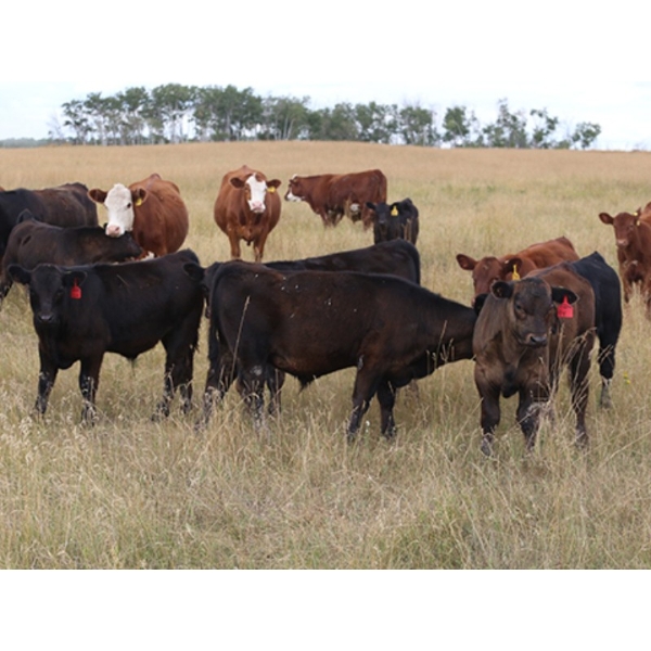 Right Cross Ranch - 525# December Delivery Steer Calves - 300 Head (Gapview, SK)