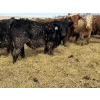 Image 3 : Luke & Jen Smith - 1050# April Delivery Steers - 114 Head (Rhein, SK)