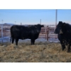 Image 7 : Brent & Tyler Stammers - 2 Red Cows (Pen 705)