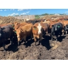 Image 9 : Lenny Brubacher - 1165# July Delivery Steers - 104 Head (Winnipegosis, MB)