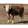 Image 4 : Cunningham Cattle Co. - 1550# August Delivery Grain Fed Cows - 55 Head (Sundre, AB)