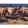 Image 2 : Elkwater Farming Co. - 890# March Delivery Heifers - 128 Head (Elkwater, AB)