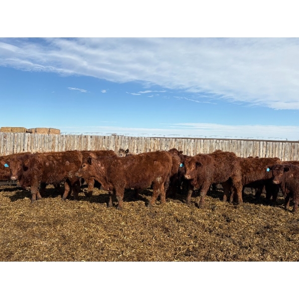 Carl Chomistek - 925# March Delivery Steers - 115 Head (Rolling Hills, AB)