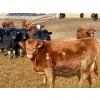 Image 5 : Stahlville Colony - 960# January Delivery Steers - 188 Head (Rockyford, AB)