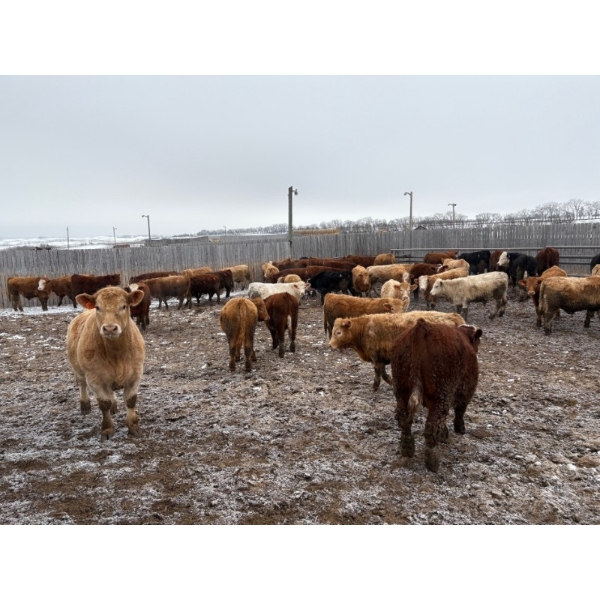 Four Harts Cattle Co. - 975# March Delivery Steers - 90 Head (Vermilion, AB)