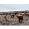 Image 1 : Four Harts Cattle Co. - 975# March Delivery Steers - 90 Head (Vermilion, AB)