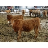 Image 9 : Williamson Farms - 963# Feb/March Delivery Steers - 194 Head (Lomond, AB)