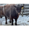 Image 2 : Crooked Creek Farms - 2 Big Mature Cows (Pen 412)
