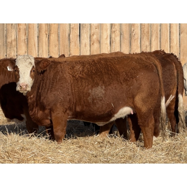 Marcinek Cattle Company - 6 Red Goggle Eye Bred Heifers (Condor, AB)