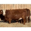 Image 1 : Marcinek Cattle Company - 6 Red Goggle Eye Bred Heifers (Condor, AB)