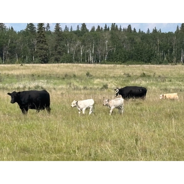 Neil Johnson - 590# November Delivery Steer Calves - 170 Head (Marwayne, AB)