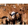 Image 2 : Twin Diamond Ranch - 625# October Delivery Heifer Calves - 30 Head (Logan Lake, BC)