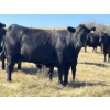 Image 8 : Ranch 71 Ltd. (Mark & Deb Osadczuk) - 14 Red/BWF Heifers 142 Red & Black Cows *HERD REDUCTION*
