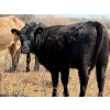 Image 6 : Cross Coulee Ranching - 630# May Delivery Heifers - 80 Head (Duchess, AB)